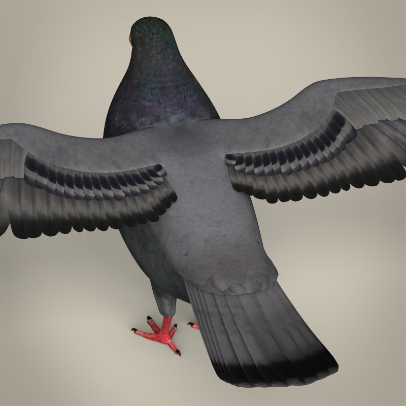 Realistic Pigeon Bird By Gamingarts Docean